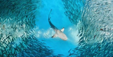 Une étude rend compte de l’état des populations de poissons