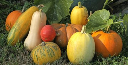 Oh les belles courges qui vont finir dans notre assiette ! hcast/Adobe Stock