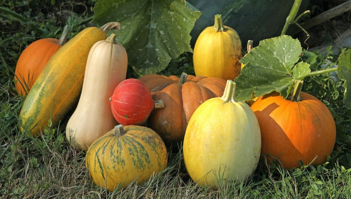 Oh les belles courges qui vont finir dans notre assiette ! hcast/Adobe Stock