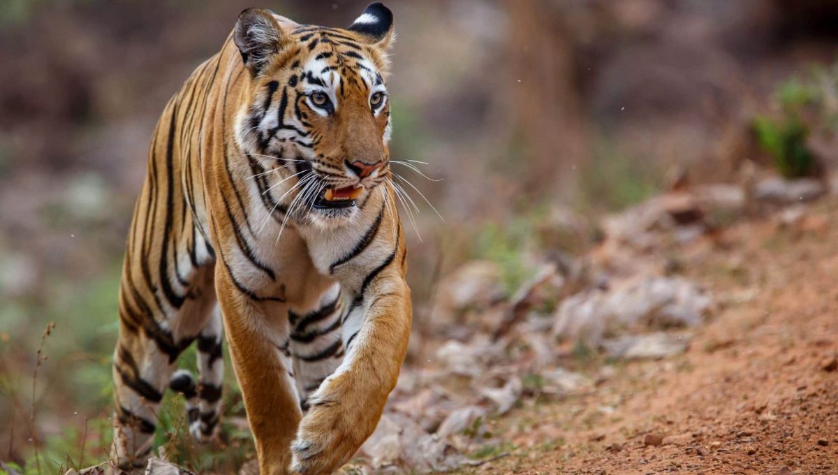 Un tigre sauvage en Inde.