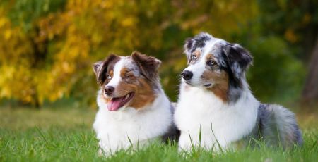 Le berger australien, chien préféré des Français.