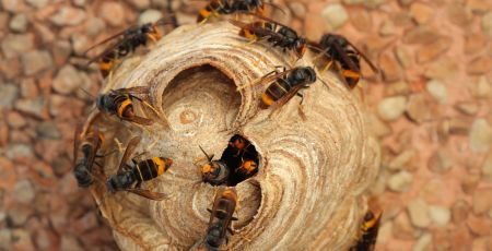 Quelles sont les plantes qui repoussent les frelons asiatiques ?