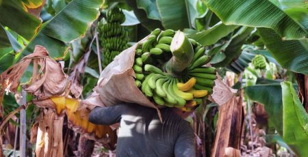 equifruit bananes canada