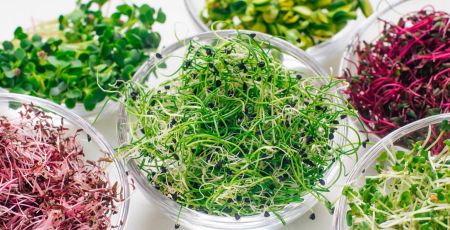 Les graines germées, des shots de nutriments