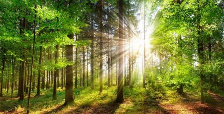 Forêt traversée par le soleil