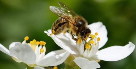 beeguard