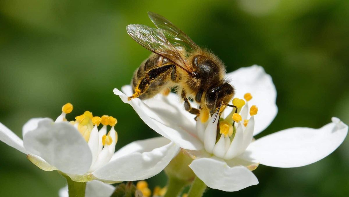 beeguard