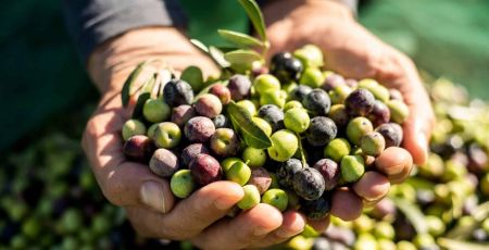 récolte d'olives dans 2 mains jointes