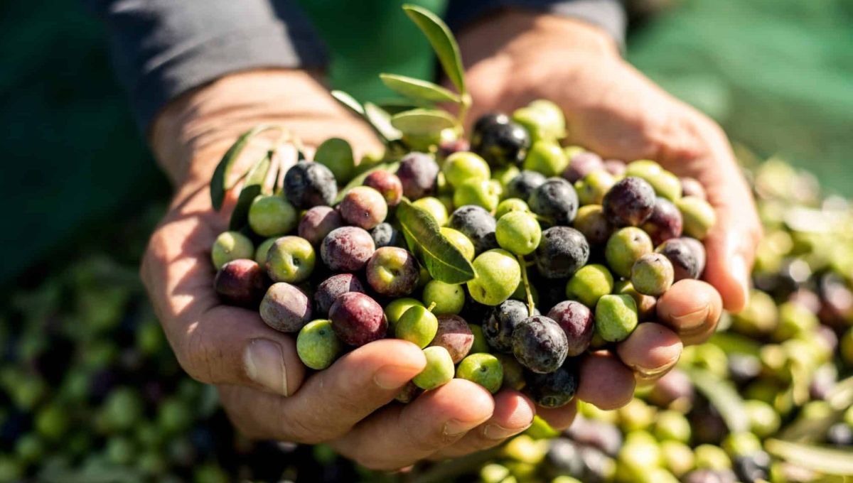 récolte d'olives dans 2 mains jointes