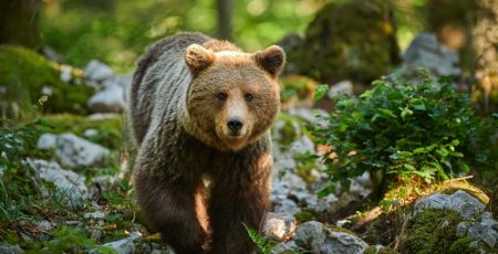 Parc animalier des Pyrénées ours et loup
