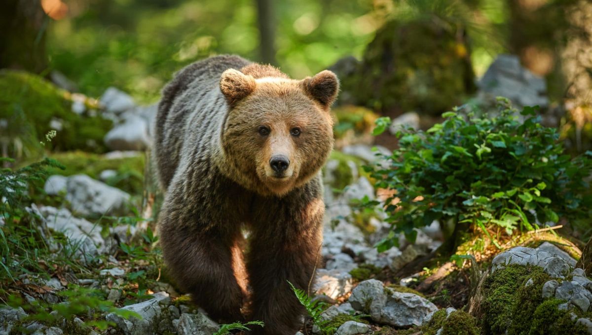 Parc animalier des Pyrénées ours et loup