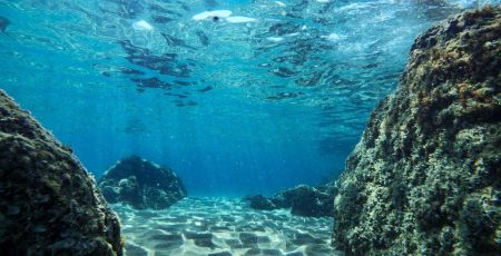Une association propose des live interactifs pour découvrir les fonds marins