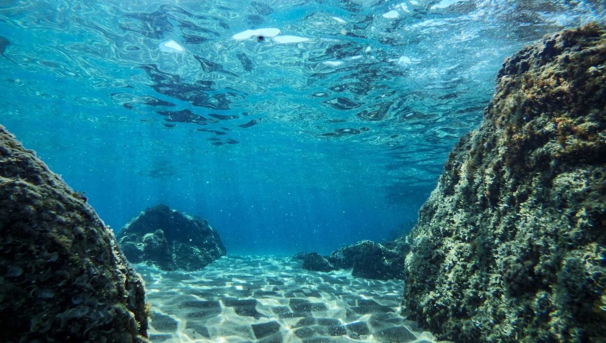 Une association propose des live interactifs pour découvrir les fonds marins
