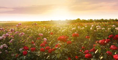 Bourgogne : la rose est à l'honneur en septembre aux pépinières Dima