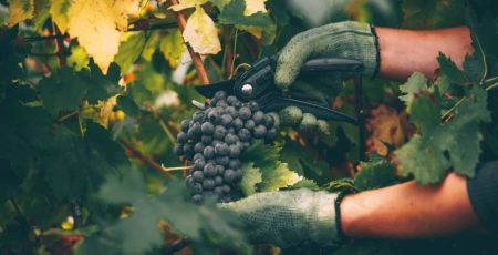 vin vigneron consommateur