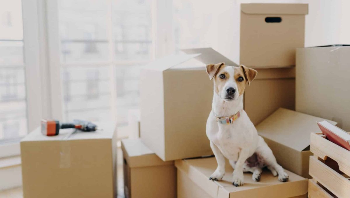 chien déménagement