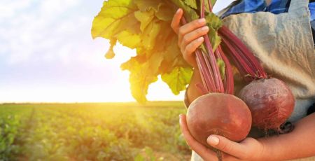 Au milieu d'un champ illuminé par le Soleil, les mains d'une agricultrice bio tiennent deux betteraves rouges