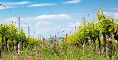 Des fleurs roses ont poussé au milieu de deux rangs de vignes enherbés sous un ciel blanc qui comprend quelques petits nuages