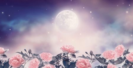 pleine lune jardin roses