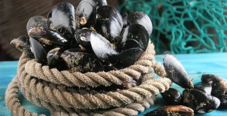Depuis des siècles, les fils que produisent les moules sont exploités