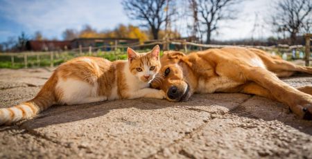 chat chien calin dehors