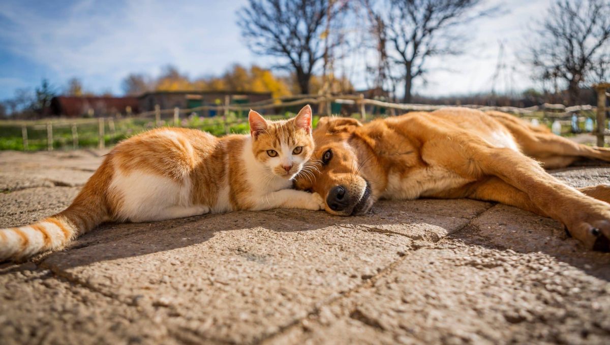 chat chien calin dehors