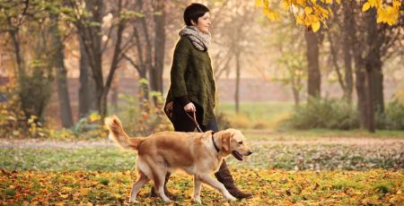 chien promenade
