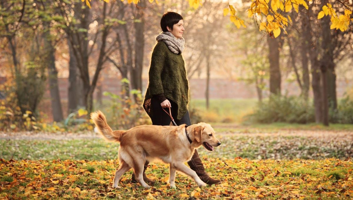 chien promenade