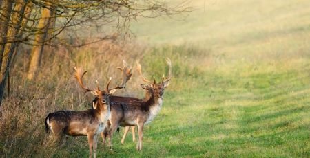 La foret : un site de rencontre grandeur nature