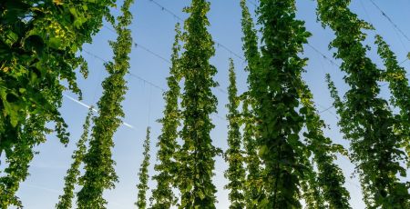 Adoptez des pieds de houblon pour Noël