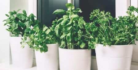 potager d'intérieur prêt à pousser
