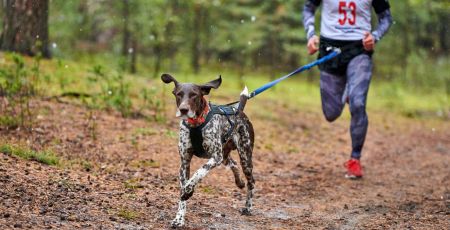 La première course de France réunissant cheval, chien et humains