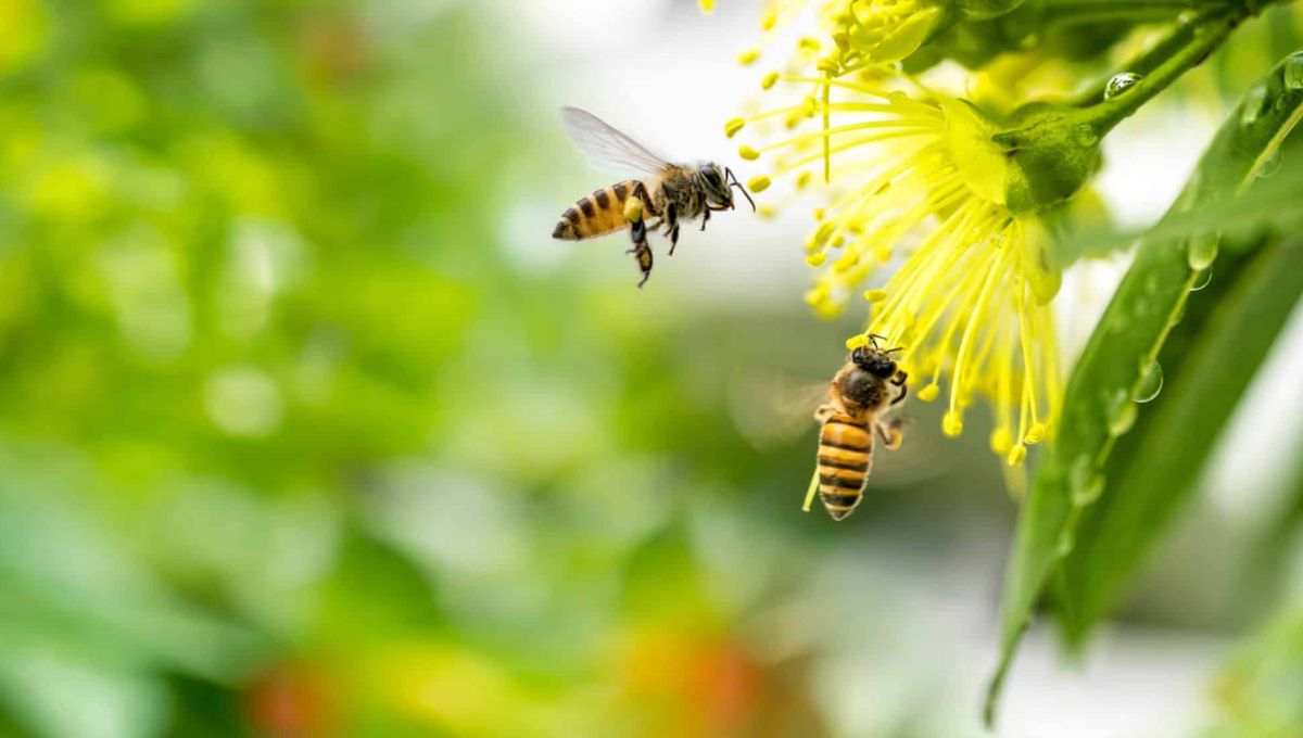 Guêpe, abeille, frelon… les précautions à prendre si vous les croisez
