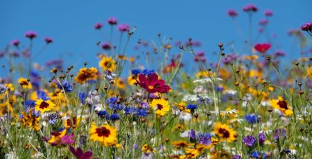 Restaurer la biodiversité dans nos villes grâce à ses micro-habitats