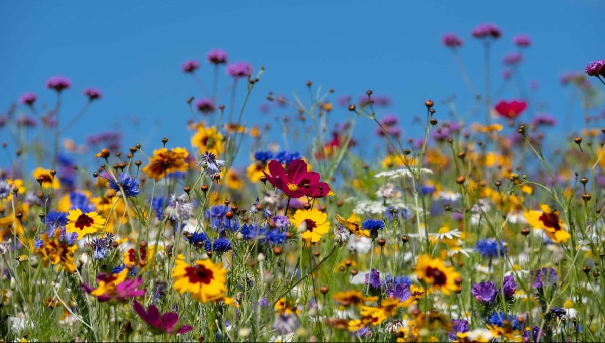 Restaurer la biodiversité dans nos villes grâce à ses micro-habitats