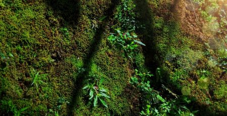 biodiversité cartographie