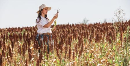 Une femme avec un chapeau vissé sur la tête, au milieu d'un champ, analyse un plan de sorgho