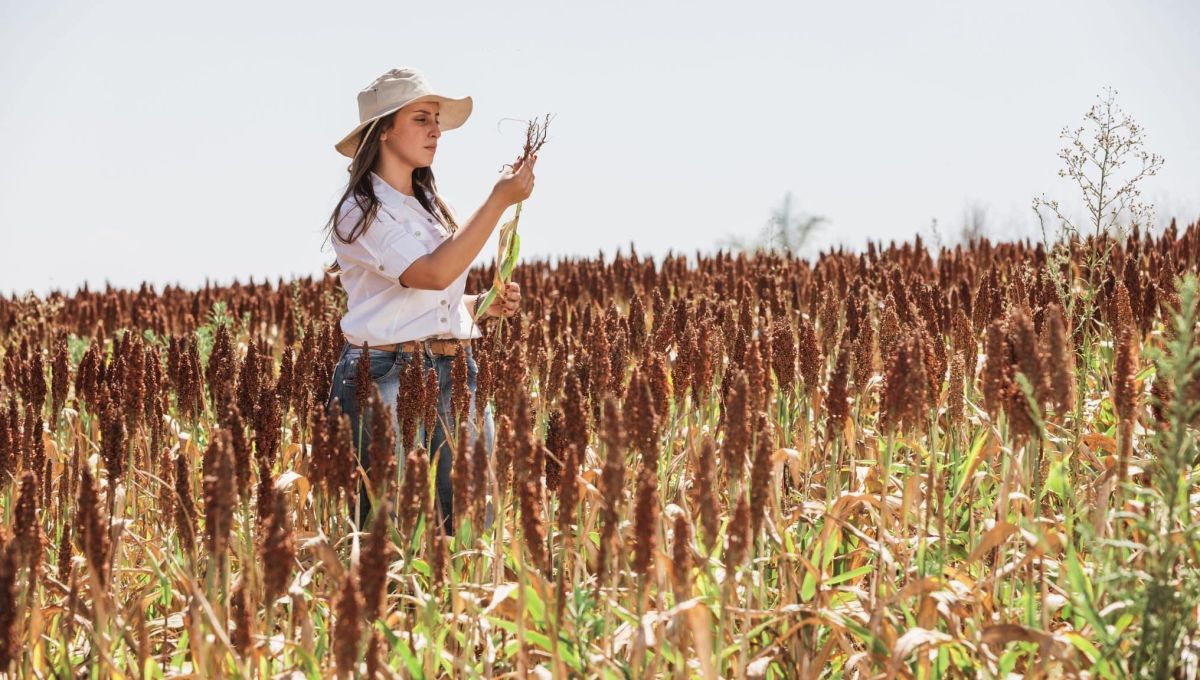 Une femme avec un chapeau vissé sur la tête, au milieu d'un champ, analyse un plan de sorgho
