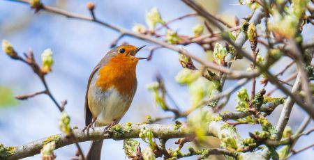 Un oiseau sur une branche.