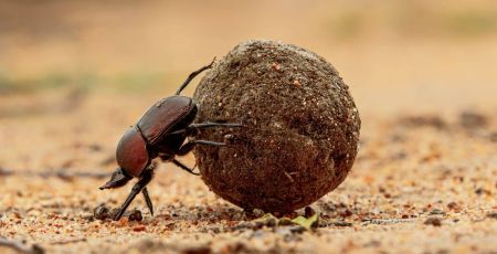 bousier qui roule sa boule