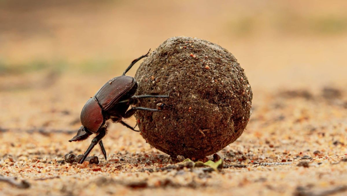 bousier qui roule sa boule