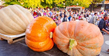 On était aux championnats de France de légumes géants !
