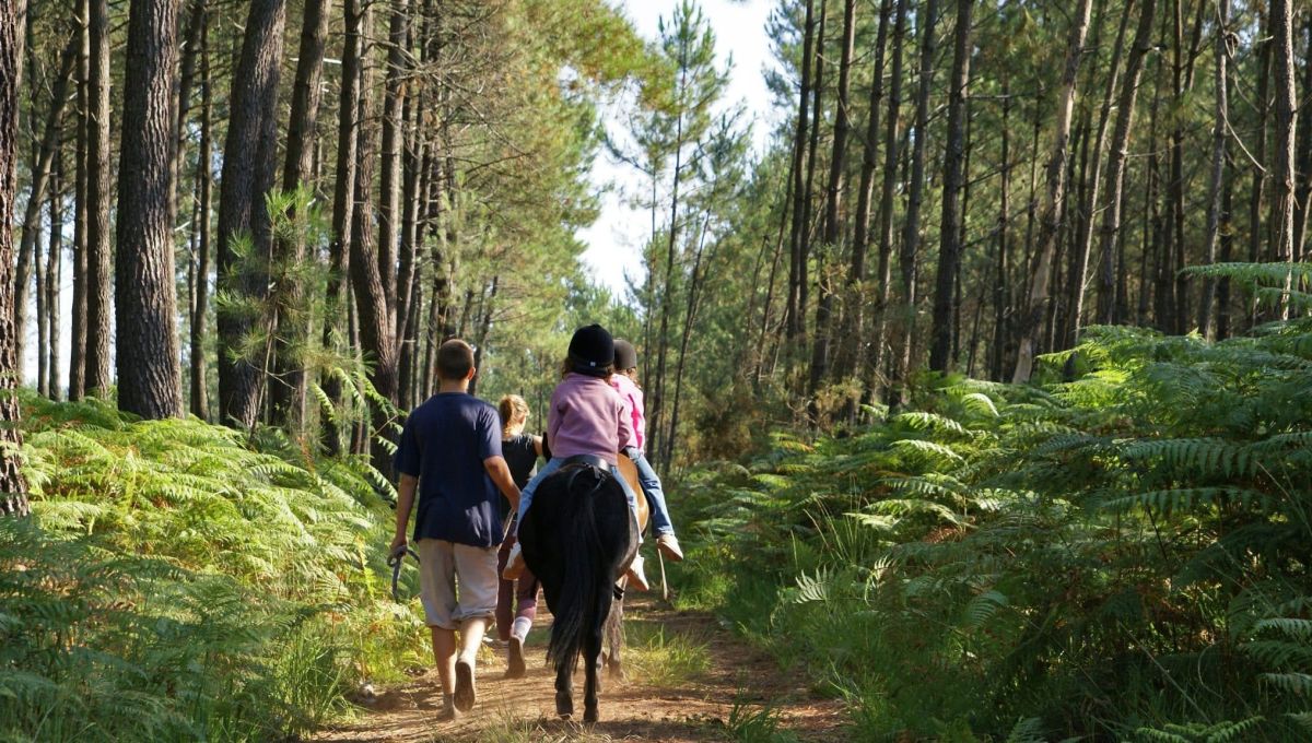 Forêt Landes