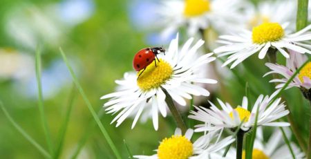 Loire-Atlantique : des balades pour découvrir le monde des insectes