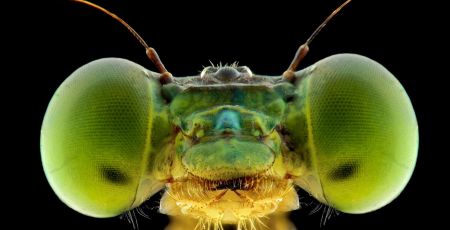 Une tête de libellule vue de très près en macro avec 2 gros yeux, un oeil de cyclope au milieu et 2 antennes