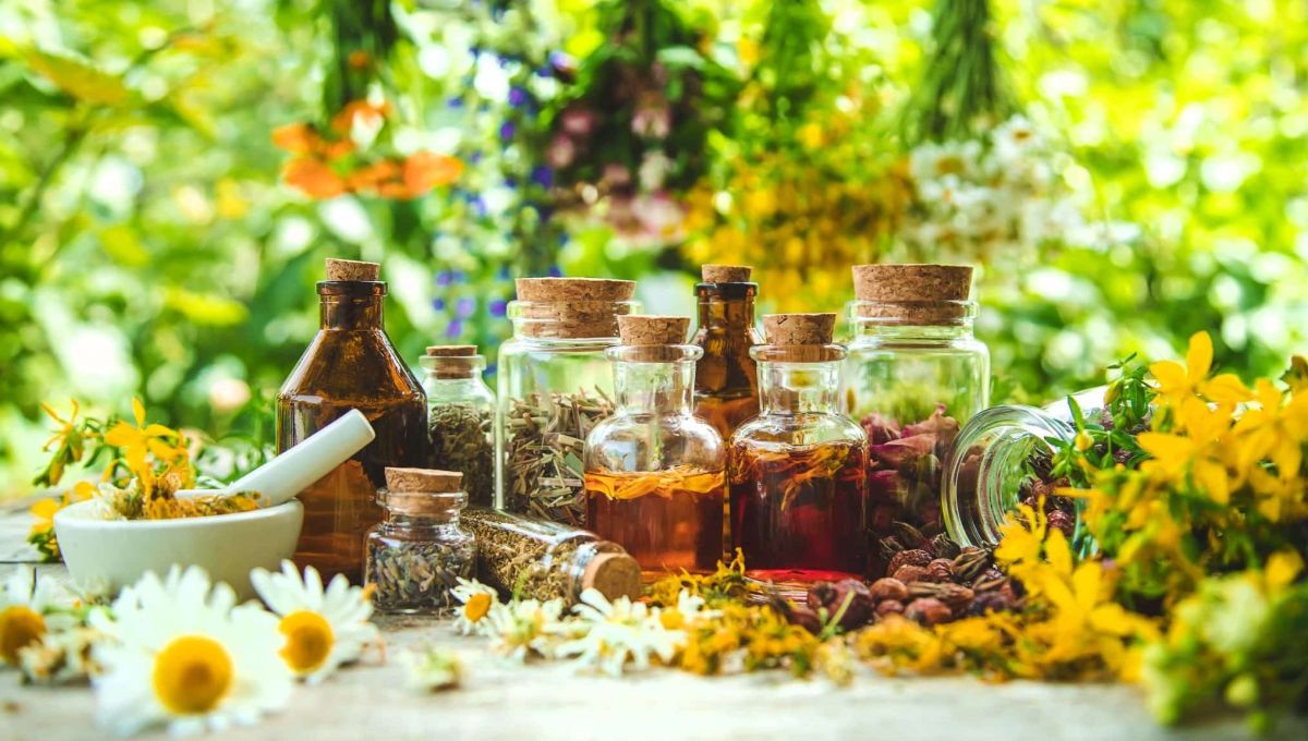Faire ses propres tisanes et baumes à base de plantes avec Herbéo