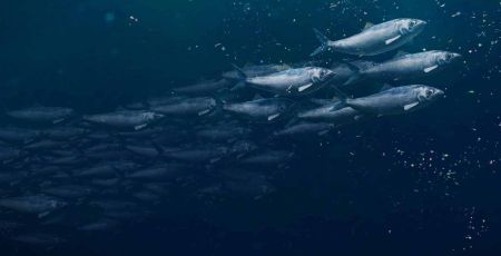 Étude : portons plus d’attention aux « poissons moches »