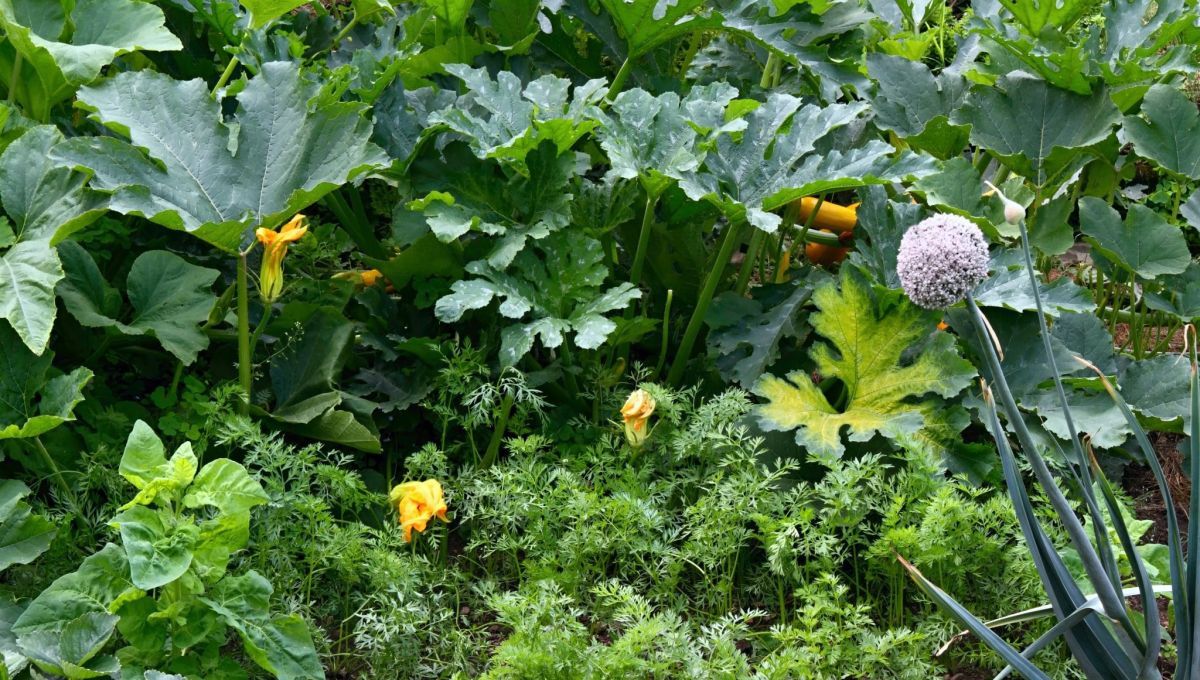 permaculture