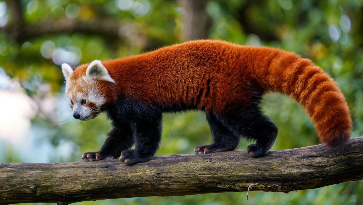panda roux
