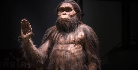australopithèque dans un musée, levant la main droite